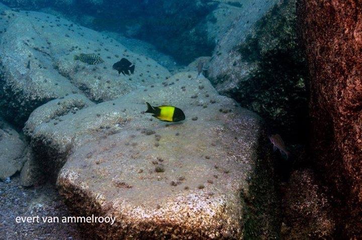Tropheus sp. 'kaiser' Karilani Island
